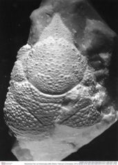 Historisches Foto von Ambulocapsa altilis (Robins, Feldmann & Schweitzer, 2013) (NHMW-AFW-GEO-BACHMAYER-FOTO-1990-0041-2784)